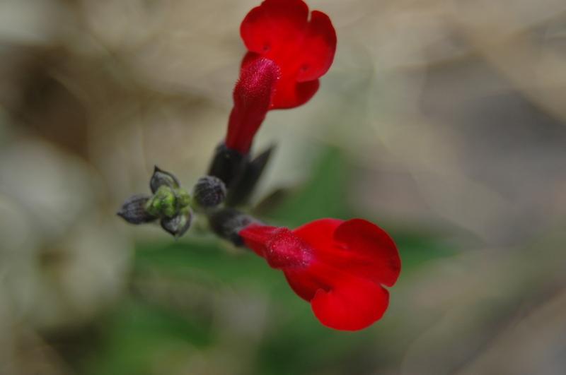 Photo of Eyelash-Leaved Sage (Salvia blepharophylla) uploaded by sheryl