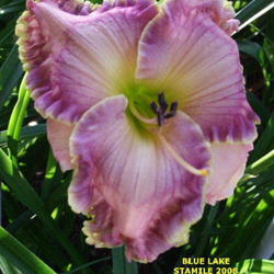 Location: Daylily Place Lillian Alabama Region 14
Date: 2010-06-16
Photo Courtesy of Fred Manning, Daylily Place. Used With Permissi