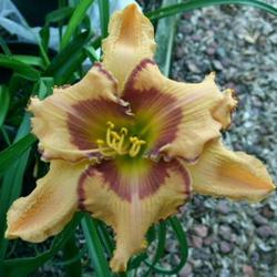 Location: Daylily Place Lillian Alabama Region 14
Date: 2009-05-14
Photo Courtesy of Fred Manning, Daylily Place. Used With Permissi