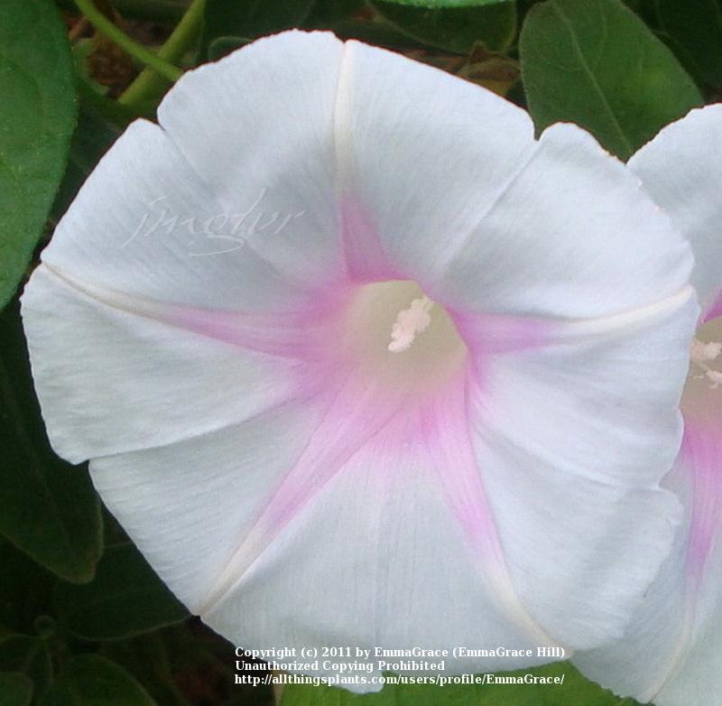 Photo of Morning Glory (Ipomoea purpurea 'Jamie Lynn') uploaded by EmmaGrace