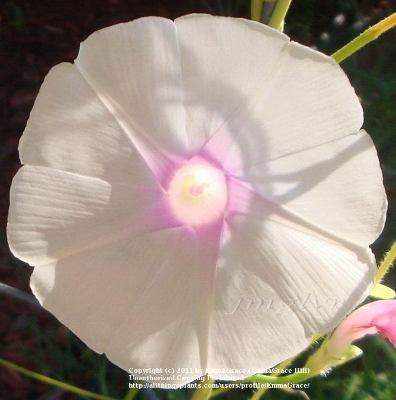 Photo of Morning Glory (Ipomoea purpurea 'Jamie Lynn') uploaded by EmmaGrace