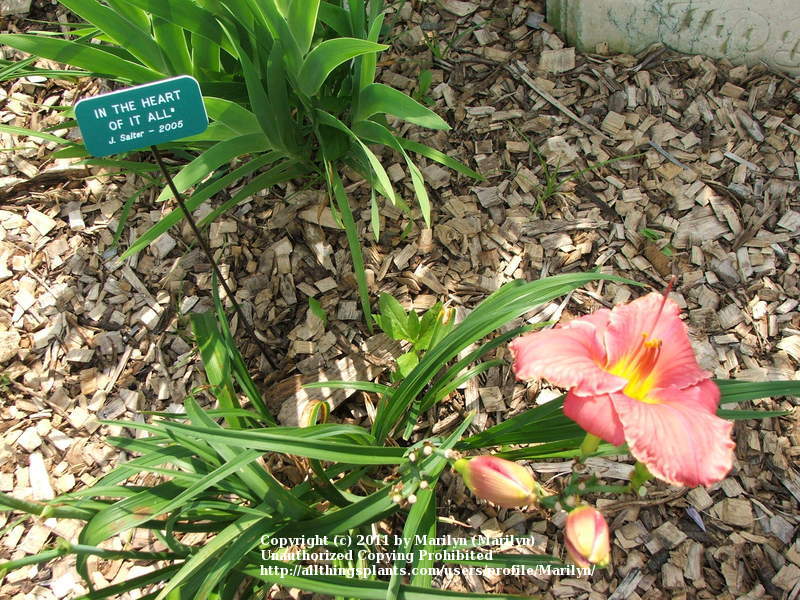 Photo of Daylily (Hemerocallis 'In the Heart of It All') uploaded by Marilyn