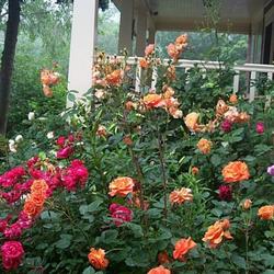 Location: In my garden. 
Roses around the front porch.