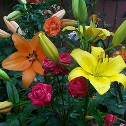 Location: In my garden. 
Lilies with roses.