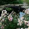 Abigail Adams rose in bloming in front of my pond. 
