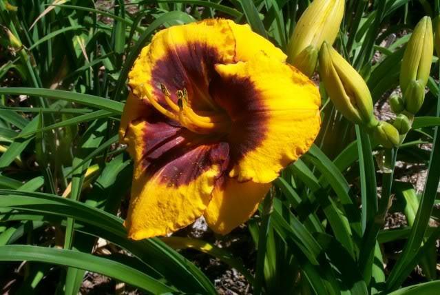 Photo of Daylily (Hemerocallis 'Kwanza Gold') uploaded by Newyorkrita