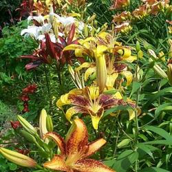 Location: In my garden. 
Mostly Tango lilies.