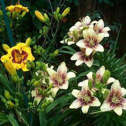 Location: In my garden. 
No Id Asiatic lilies to the right of daylily Tic Tac Toe.
