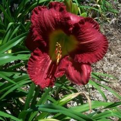 
This daylily often blooms single for me.