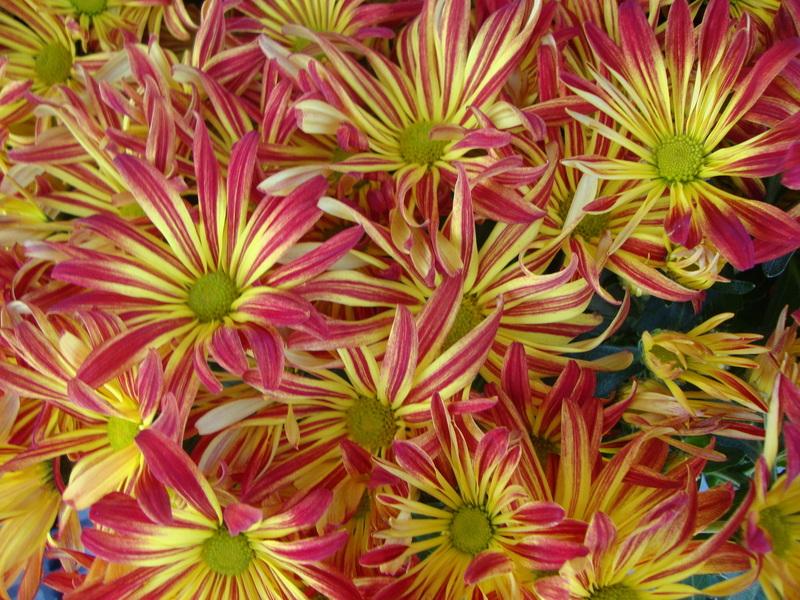 Photo of Florist Mum (Chrysanthemum Point Pelee™) uploaded by Paul2032