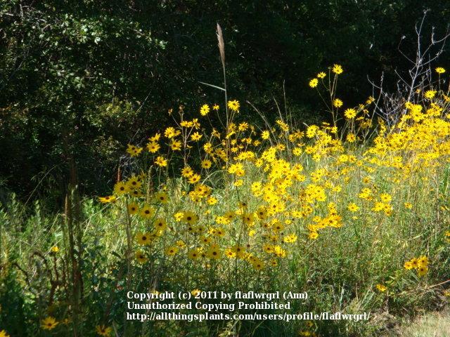 Photo of Swamp Sunflower (Helianthus angustifolius) uploaded by flaflwrgrl