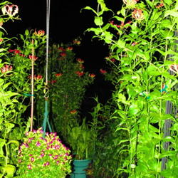 Location: central Illinois
Date: 2011-08-24
Night shot of containerized Gloiosas.