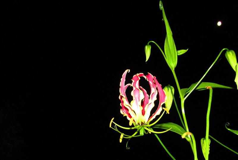 Photo of Gloriosa Lily (Gloriosa superba) uploaded by jmorth