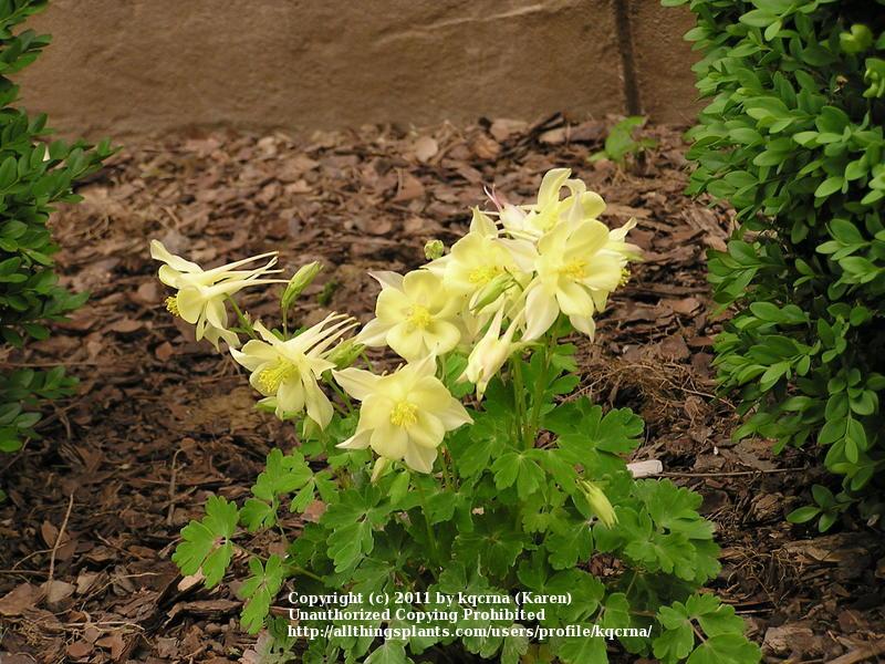 Photo of Columbine (Aquilegia coerulea Origami™ Yellow) uploaded by kqcrna