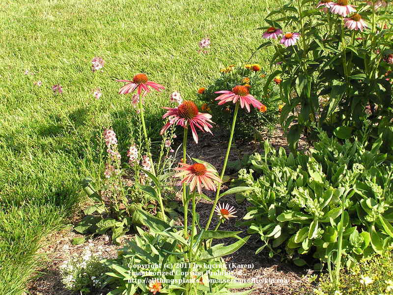 Photo of Coneflower (Echinacea 'Hot Summer') uploaded by kqcrna