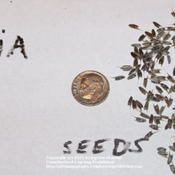 Profusion zinnia seeds