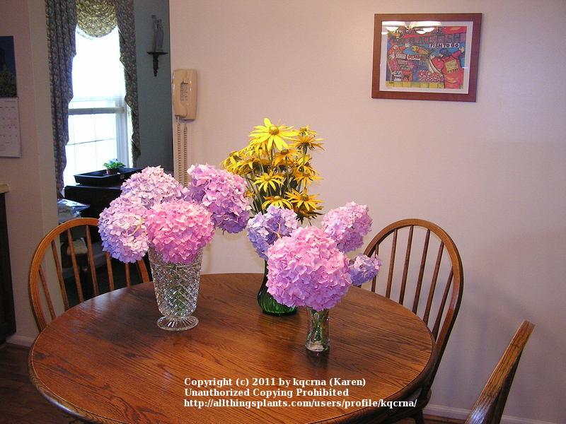 Photo of Bigleaf Hydrangea (Hydrangea macrophylla Endless Summer® The Original) uploaded by kqcrna