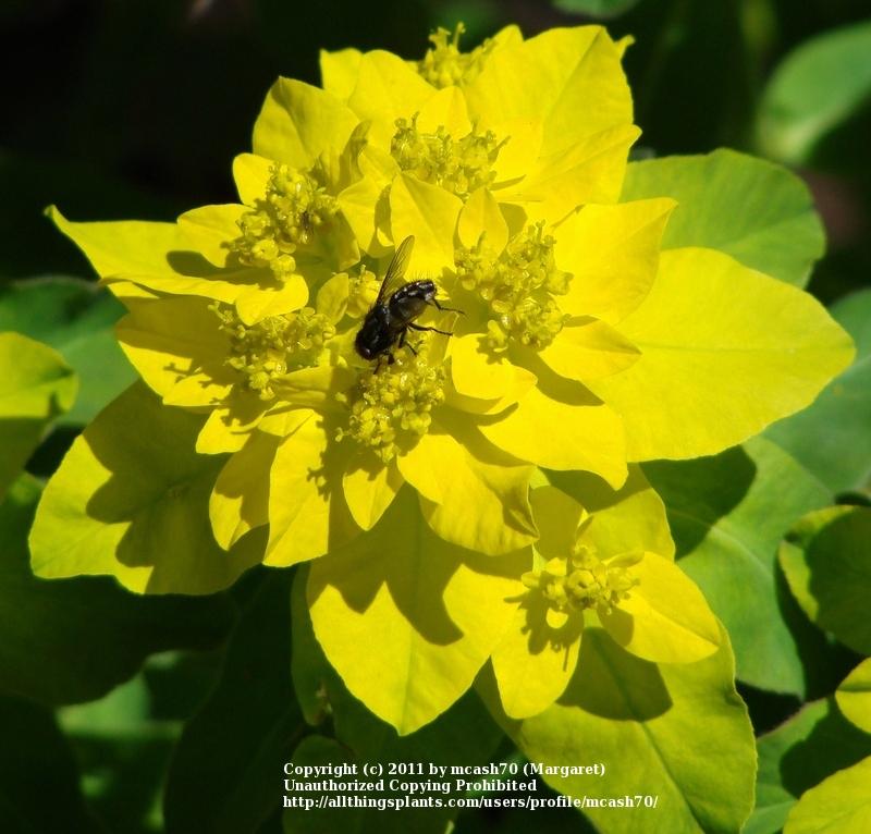 Photo of Cushion Spurge (Euphorbia epithymoides) uploaded by mcash70