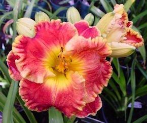 Photo of Daylily (Hemerocallis 'All Dolled Up') uploaded by vic