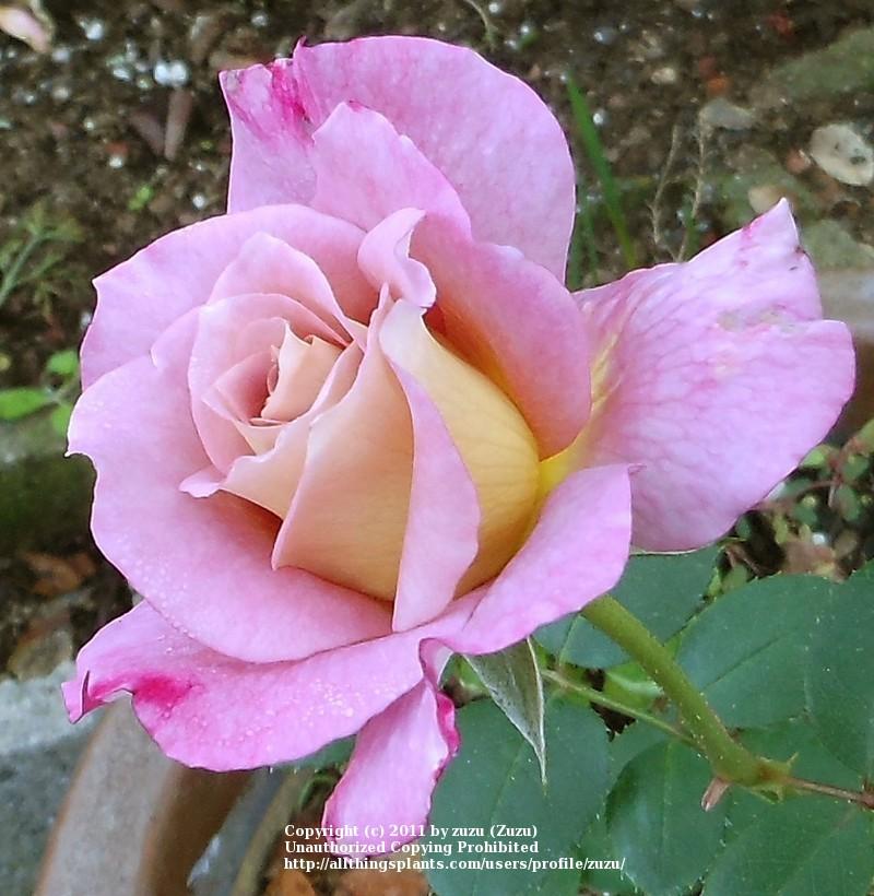 Photo of Rose (Rosa 'Twilight Zone') uploaded by zuzu