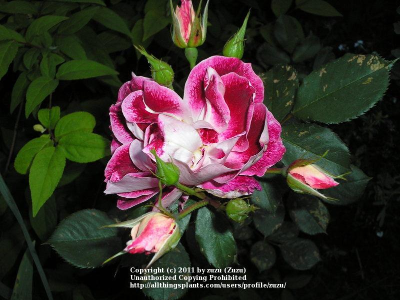 Photo of Rose (Rosa 'Cherries 'n' Cream') uploaded by zuzu