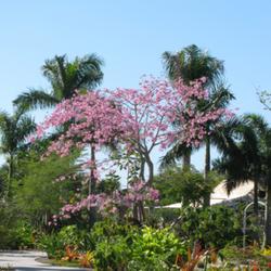 Location: Naples Botanical Garden, Florida.
Date: fall 2010
One of the most glorious flowering trees in Florida