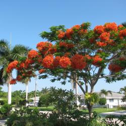 Location: Southwest Florida
Date: May 2010
This tree in full bloom is a traffic stopper!