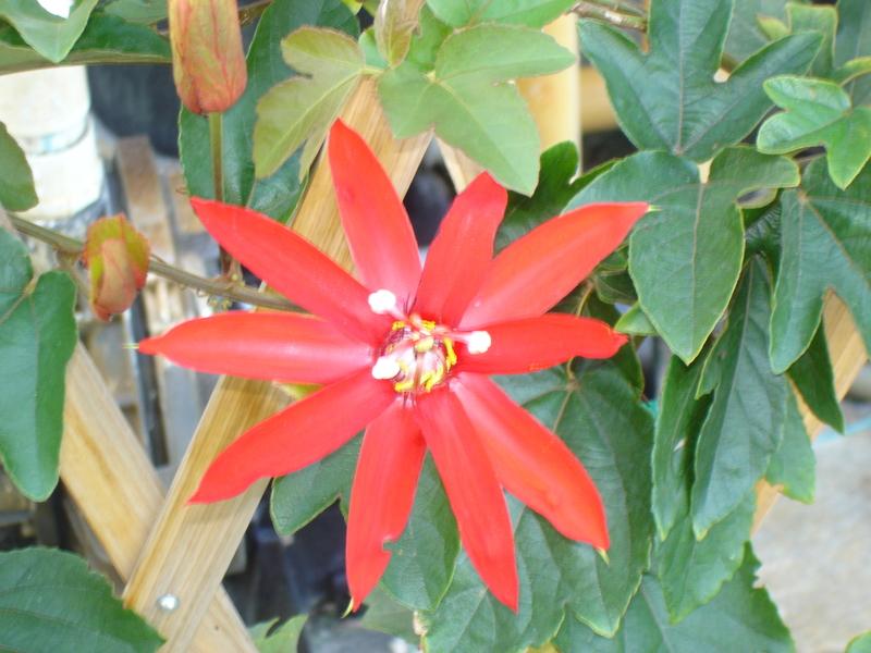 Photo of Red Passion Flower (Passiflora coccinea) uploaded by Dutchlady1