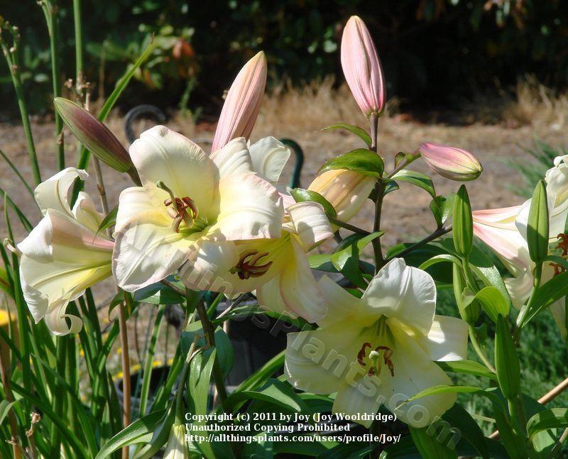 Photo of Lily (Lilium 'Boogie Woogie') uploaded by Joy