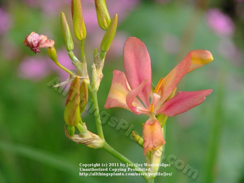 Photo of Species X Iris (Iris x norrisii) uploaded by Joy