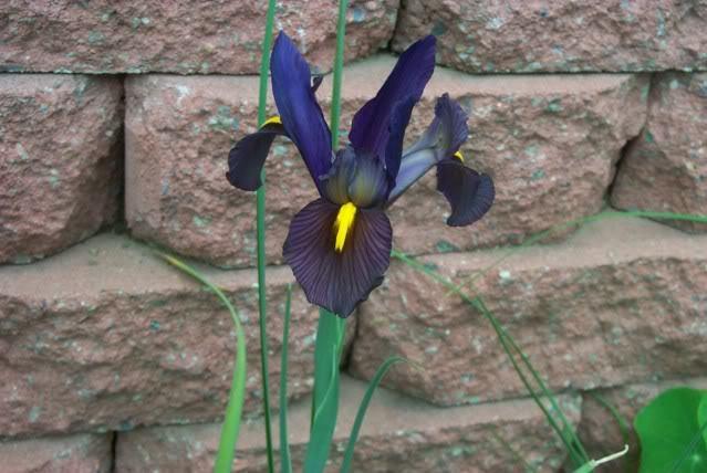 Photo of Dutch Iris (Iris x hollandica 'Eye of the Tiger') uploaded by Newyorkrita