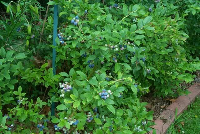 Photo of Highbush Blueberry (Vaccinium corymbosum) uploaded by Newyorkrita