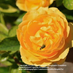Location: Ft. Worth Botanic Gardens
Date: 2011-10-18 