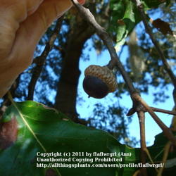 Location: zone 8 Lake City, Florida
Date: 2011-10-22
acorn