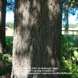 Location: zone 8 Lake City, Florida
Date: 2011-10-22
trunk