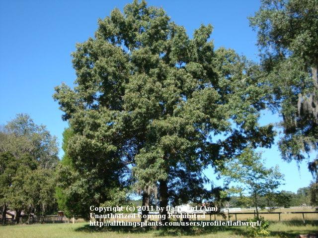 Photo of American Turkey Oak (Quercus laevis) uploaded by flaflwrgrl
