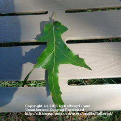 Location: zone 8 Lake City, Florida
Date: 2011-10-22
single leaf