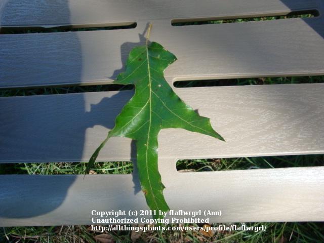 Photo of American Turkey Oak (Quercus laevis) uploaded by flaflwrgrl