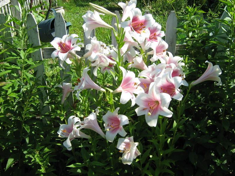 Photo of Lily (Lilium Triumphator) uploaded by gardengus