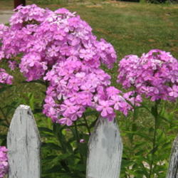 Location: Indiana  Zone 5
Date: 2007-07-16
common tall garden phlox