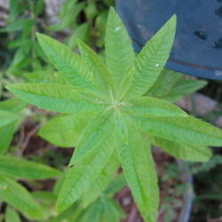 Location: Indiana  Zone 5
Date: 2010-09-18