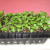 Impatiens walleriana seedlings