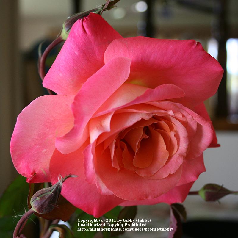Photo of Shrub Rose (Rosa 'Freisinger Morgenrote') uploaded by tabby