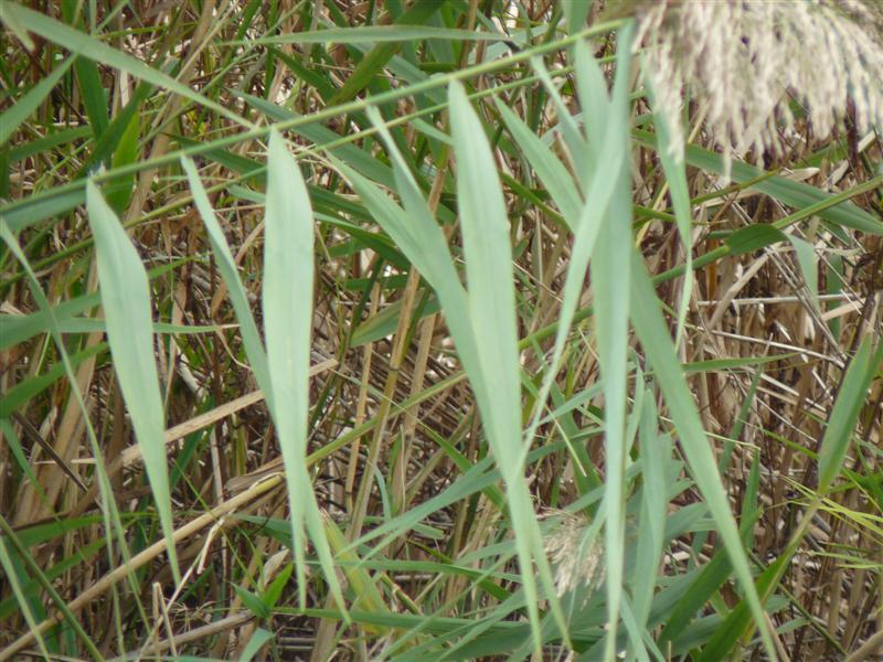 Photo of Common Reed (Phragmites australis) uploaded by threegardeners