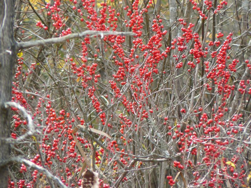 Photo of Winterberry (Ilex verticillata) uploaded by threegardeners