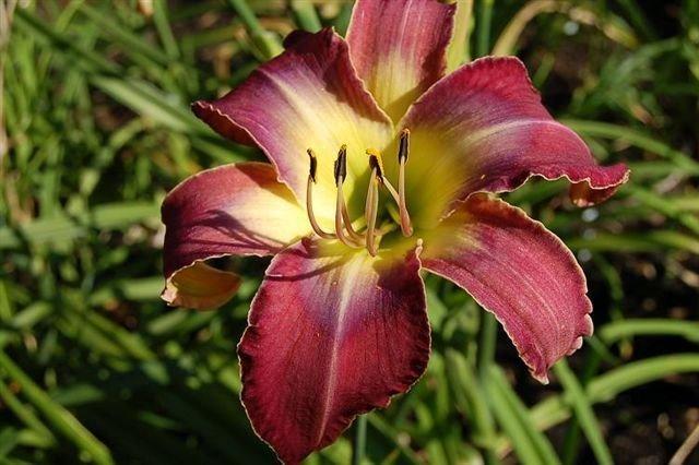 Photo of Daylily (Hemerocallis 'Amethyst Outlined') uploaded by vic