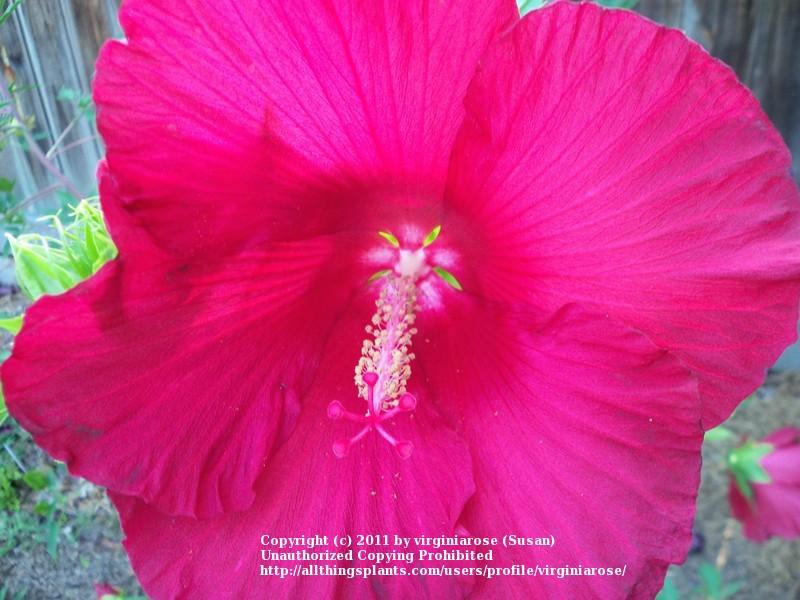 Photo of Hybrid Hardy Hibiscus (Hibiscus 'Lord Baltimore') uploaded by virginiarose