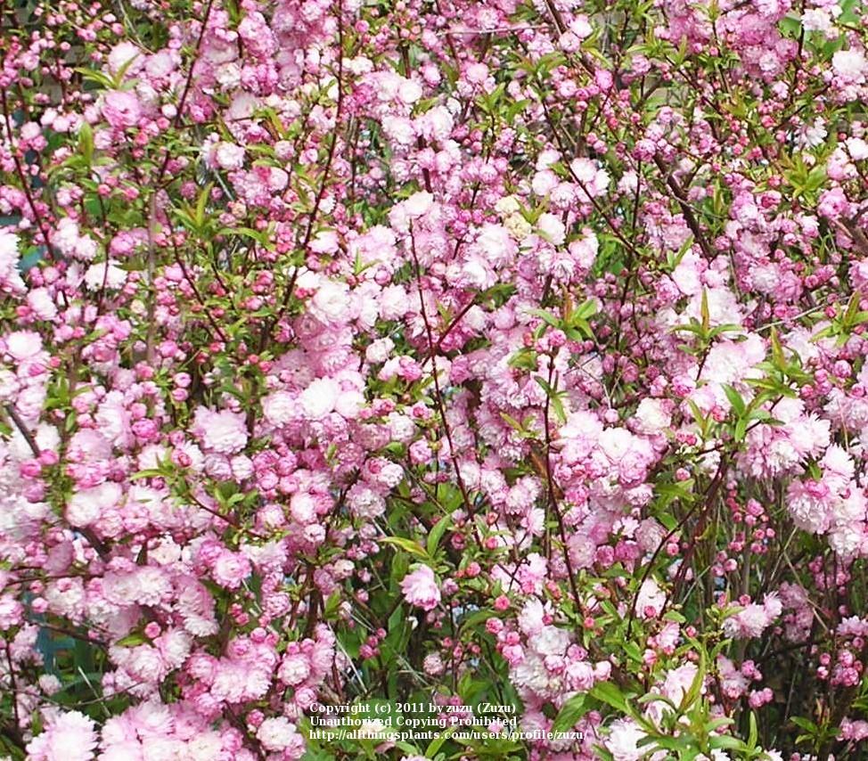 Photo of Pink Flowering Almond (Prunus glandulosa 'Sinensis') uploaded by zuzu