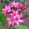 One of the countless varieties of Plumeria rubra (this is 'Emerso