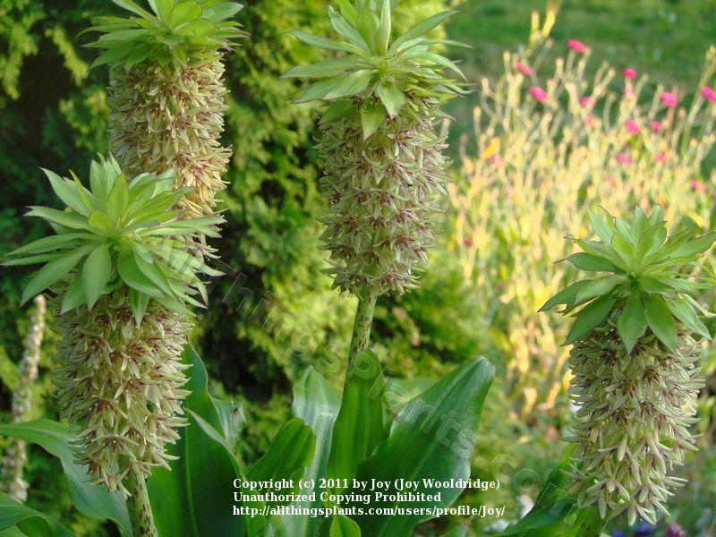 Photo of Pineapple Lily (Eucomis bicolor) uploaded by Joy